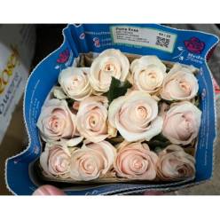 Rosa Ecu. Pomarosa 70cm  Rs. (7 Dias - 2�)