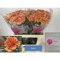 Clavel Nac. 70cm Dafne