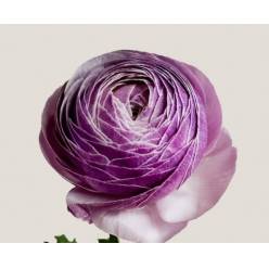 Ranunculos Italia "Cloni Primera" Antonie 45cm