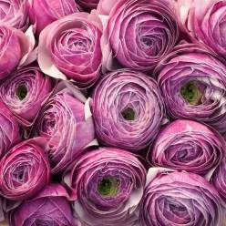 Ranunculos Italia "Cloni Primera" Igloo 45cm