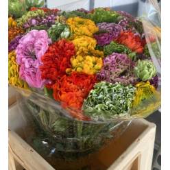 Ranunculos Italia Pon Pon Mixto 45cm "T25"