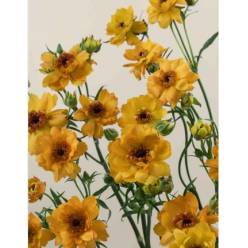 Ranunculos Italia Moderna Vivaldi 50cm