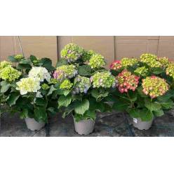 P. Hortensia Nac. Mixta.20/60cm x3