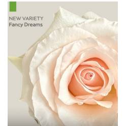 Rosa Ecu. Fancy Dreams 70cm