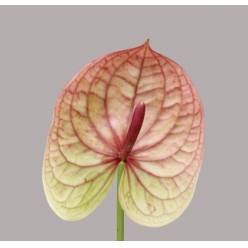 Anthurium Hol. Kaseko Classic �11  "CC16"