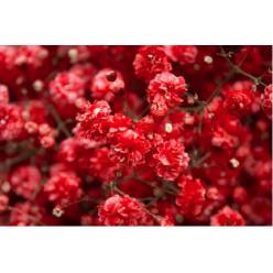 Paniculata Ecu. Tint. Red 1000gr "T25"