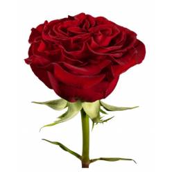 Rosa Col. Hearts 60cm