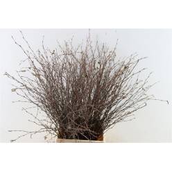 Betula Natural 70cm "T50"