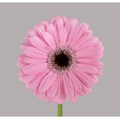 Gerbera Hol. Alison "T25"