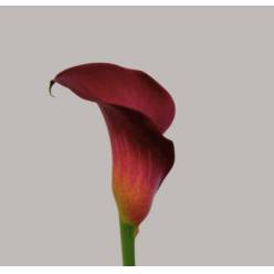 Calla Bordeaux Art 50cm