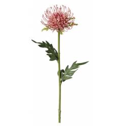 Protea Nutans Artificial Rosa 58cm