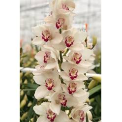 Cymbidium Marilyn M. 80cm Bl