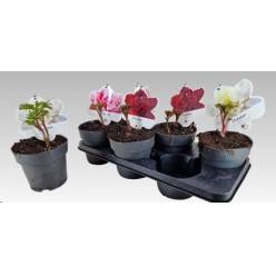 P. Peonia L Mix  15/15cm  x6