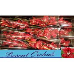 Cymbidium Santa Clara 60cm Rj.