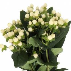 Hypericum Hol. Coco Bellimo 40cm Bl.