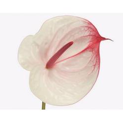 Anthurium Hol. Mini Fresh Love Li "10"