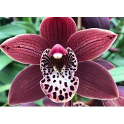 Cymb Mini Going West 50cm