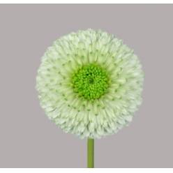 Gerbera Mini Hol. Bolero Viriviri "T20"