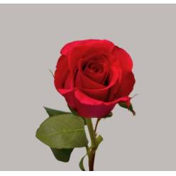 Rosa Hol. Pink Floyd! 50cm Fu.