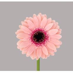 Gerbera Mini Hol. Prada "T20"