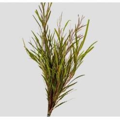 Grevillea Hol. Ivanhoe 70cm Paq.