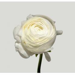 Ranunculos Italia "Cloni Extra" Blanco 45cm (7 Dias - 2�)