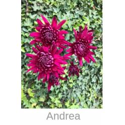 Margarita Col. C. Andrea Mor. (7 Dias - 2�)