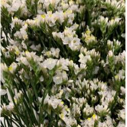 Limonium Col. Pina Colada 70cm Bl. (7 Dias - 2�)