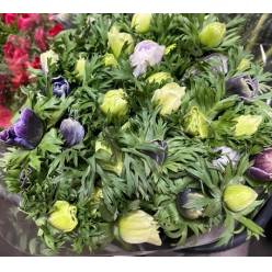 Anemona Italia Mistral Bic. Morado 45cm "AAA" (7 Dias - 2�)