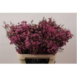 Flor Cera Hol. Jupiter 55cm 40gr "T25" Mor. (7 Dias - 2�)