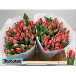 Tulipan Hol. Van Eijk 40cm (7 Dias - 2�)