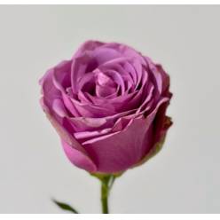 Rosa Ecu. Cool Water 50cm (7 Dias - 2�)