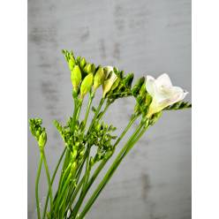 Fresia Nac. Blanca 50cm (7 Dias - 2�)