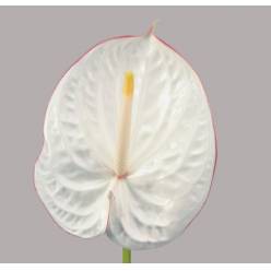 Anthurium Nac. Carnaval  �13  "CC12" (7 Dias - 2�)