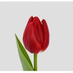 Tulipan Hol. Escape Rojo 40cm (7 Dias - 2�)