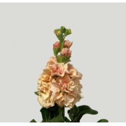 Aleli Nac. Salmon 70cm (7 Dias - 2�)