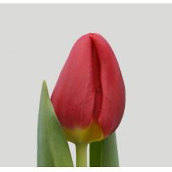 Tulipan Hol. Red Stone 40cm Rj. (7 Dias - 2�)