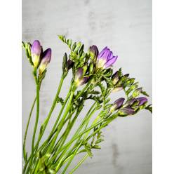 Fresia Nac. Morada 50cm (7 Dias - 2�)