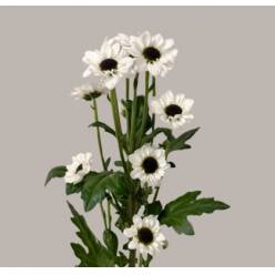 Santini Nac. Yin Yan 70cm (7 Dias - 2�)