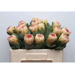 Protea Grandicolor 50cm (7 Dias - 2�)