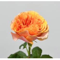 Rosa Hol. Southpark 50cm (7 Dias - 2�) )