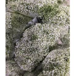 Trachelium Nac. Blanco 70cm (7 Dias - 2�)