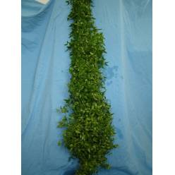 Medeola Italia 110cm "Paquete"