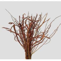 Salix Sekka Bandwilg 110cm "T50"