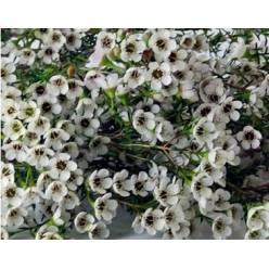 Flor Cera Hol. Crystal Pearl 60cm 30gr "T25" (7 Dias - 2�)