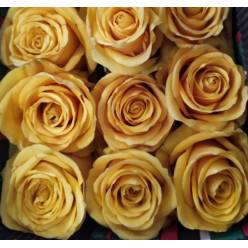 Rosa Ecu. Bumblebee 50cm