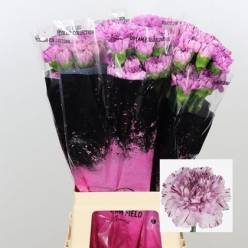 Clavel Col. Fancy Yukari Oscuro