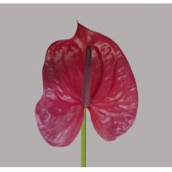 Anthurium Hol. Utah �11  "CC16" Mor/Fres.