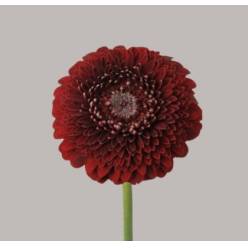 Gerbera Mini Hol. Gerponi Black Pearl "T30"