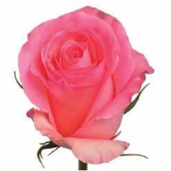 Rosa Ecu. Saga 80cm Rs